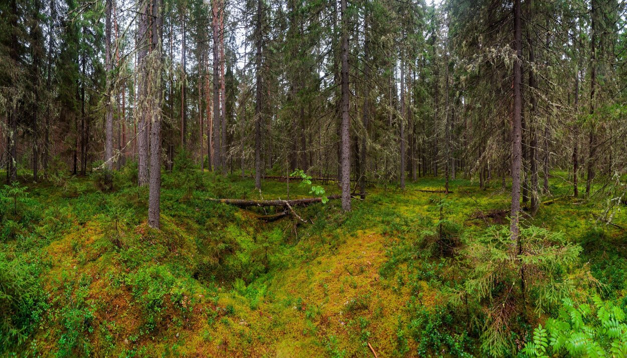 Урочище "Одомчинский Бор".