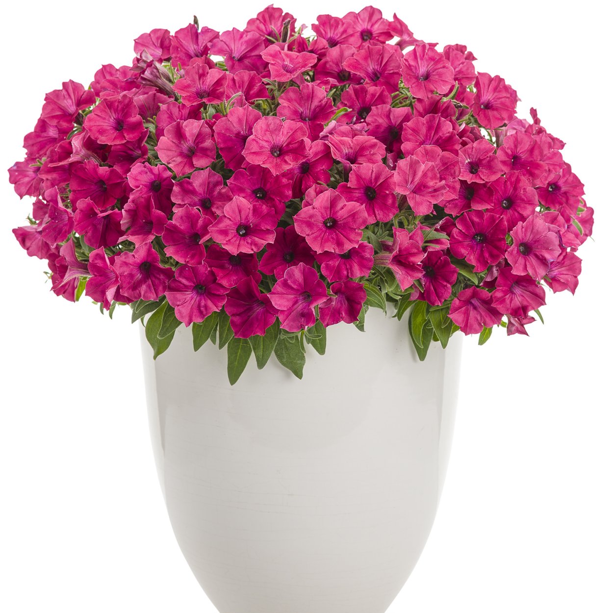 Петуния Vista Fuchsia