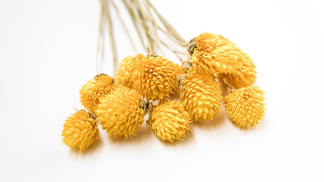 Бессмертники сухоцветы