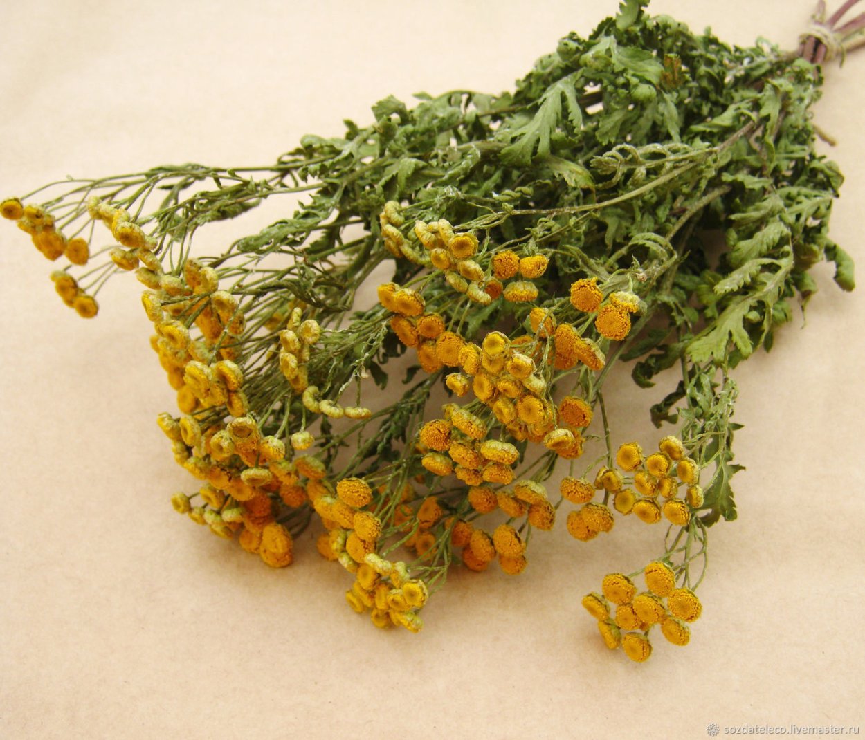 Зайцехвост cухоцвет