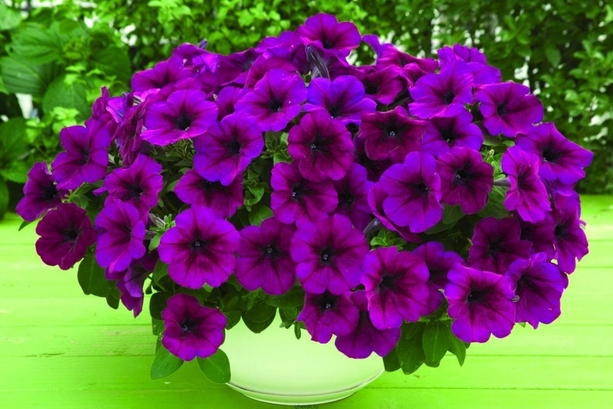 Петуния Supertunia dreamstar