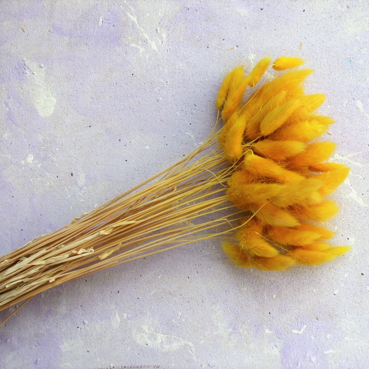 Статица цветы