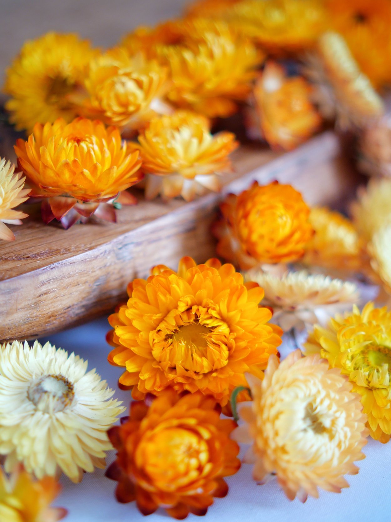 Бессмертник гелихризум желтый