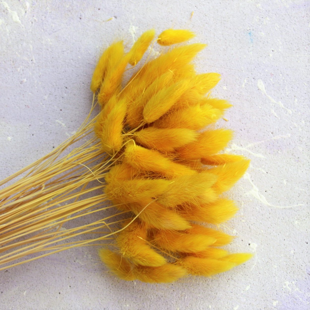 Овес сухоцвет салатовый