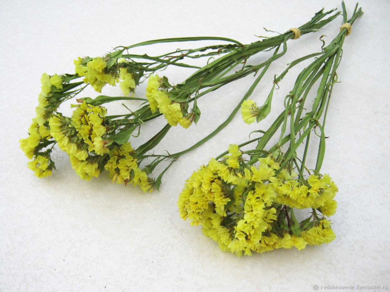 Статица желтая