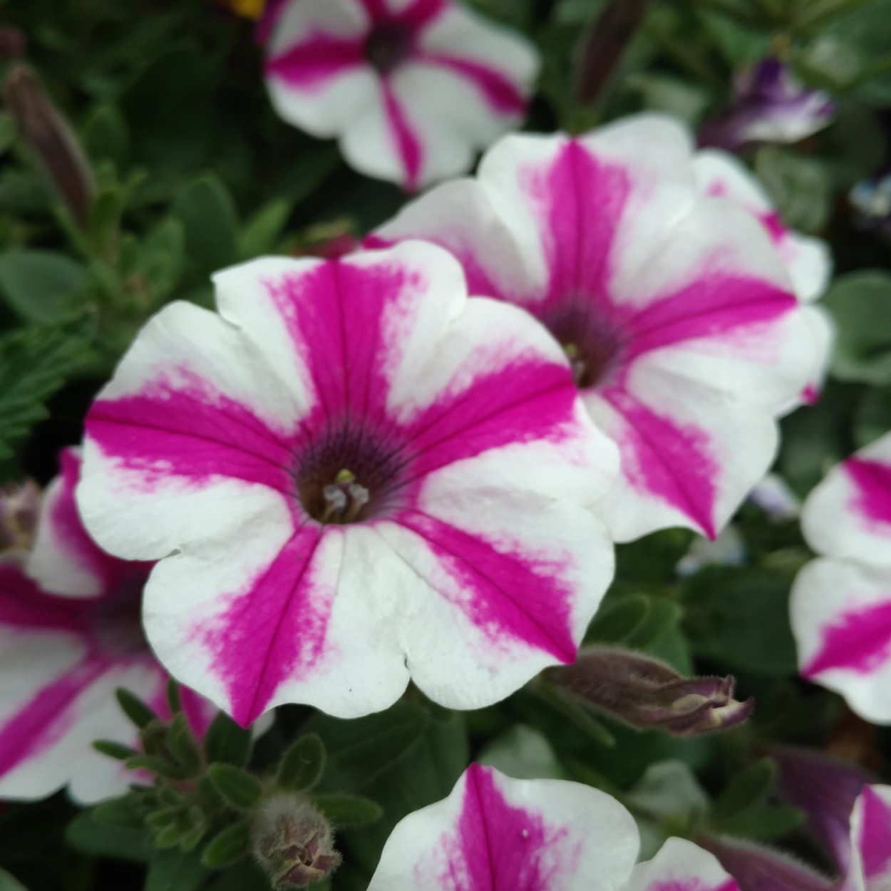 Петуния Supertunia Vista Silverberry