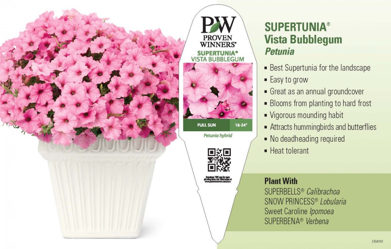 Петуния Supertunia Vista