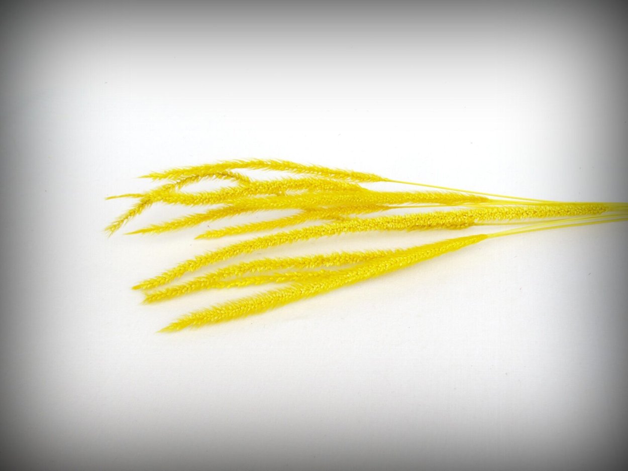 Лимонная гипсофила