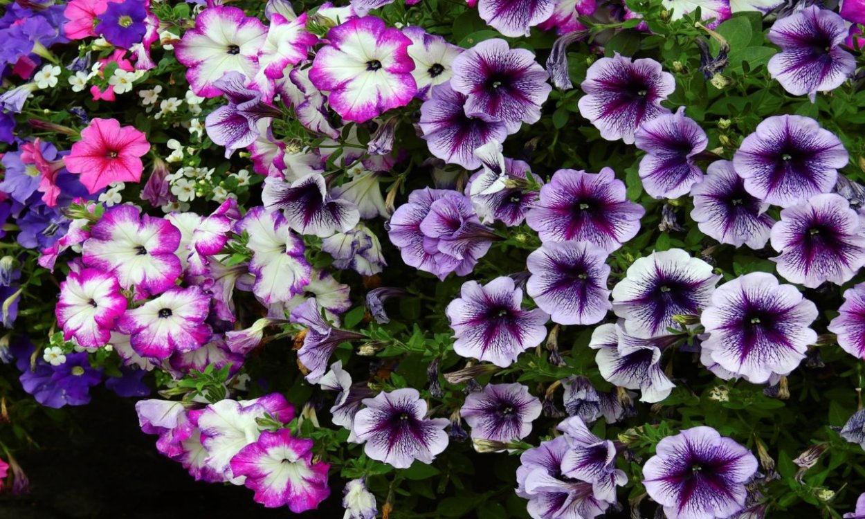 Петуния кустовая