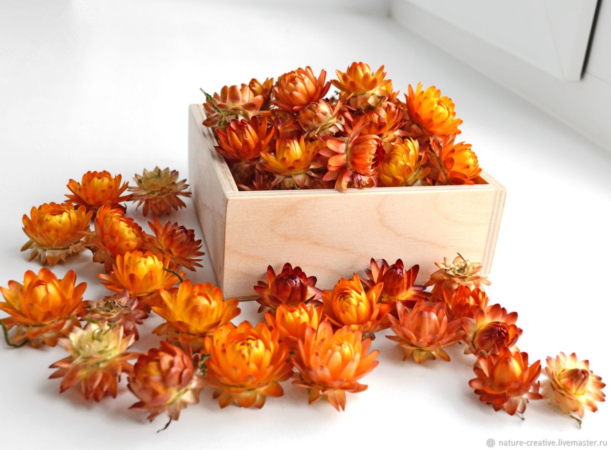 Бессмертник песчаный сухоцвет