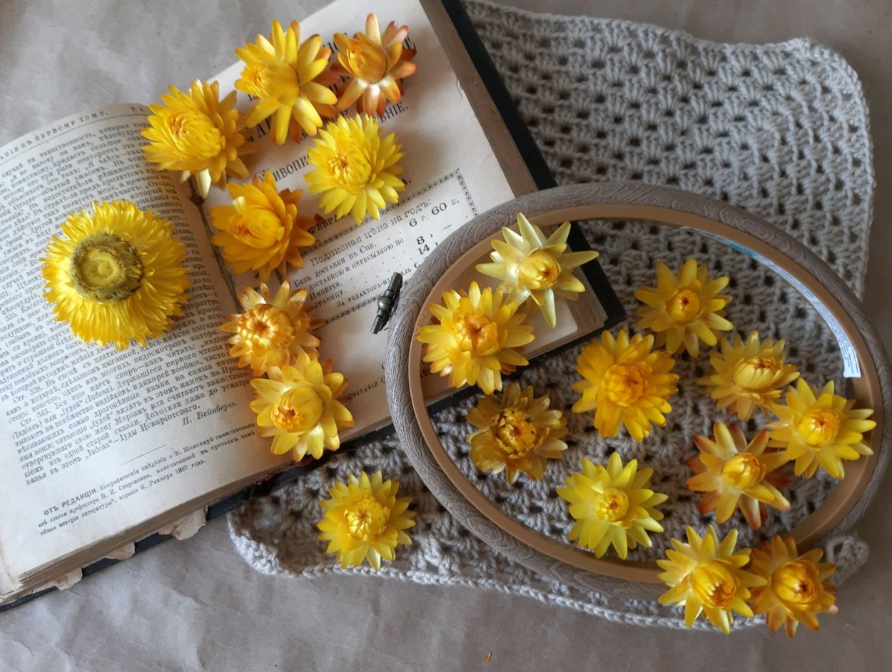 Желтые сухоцветы