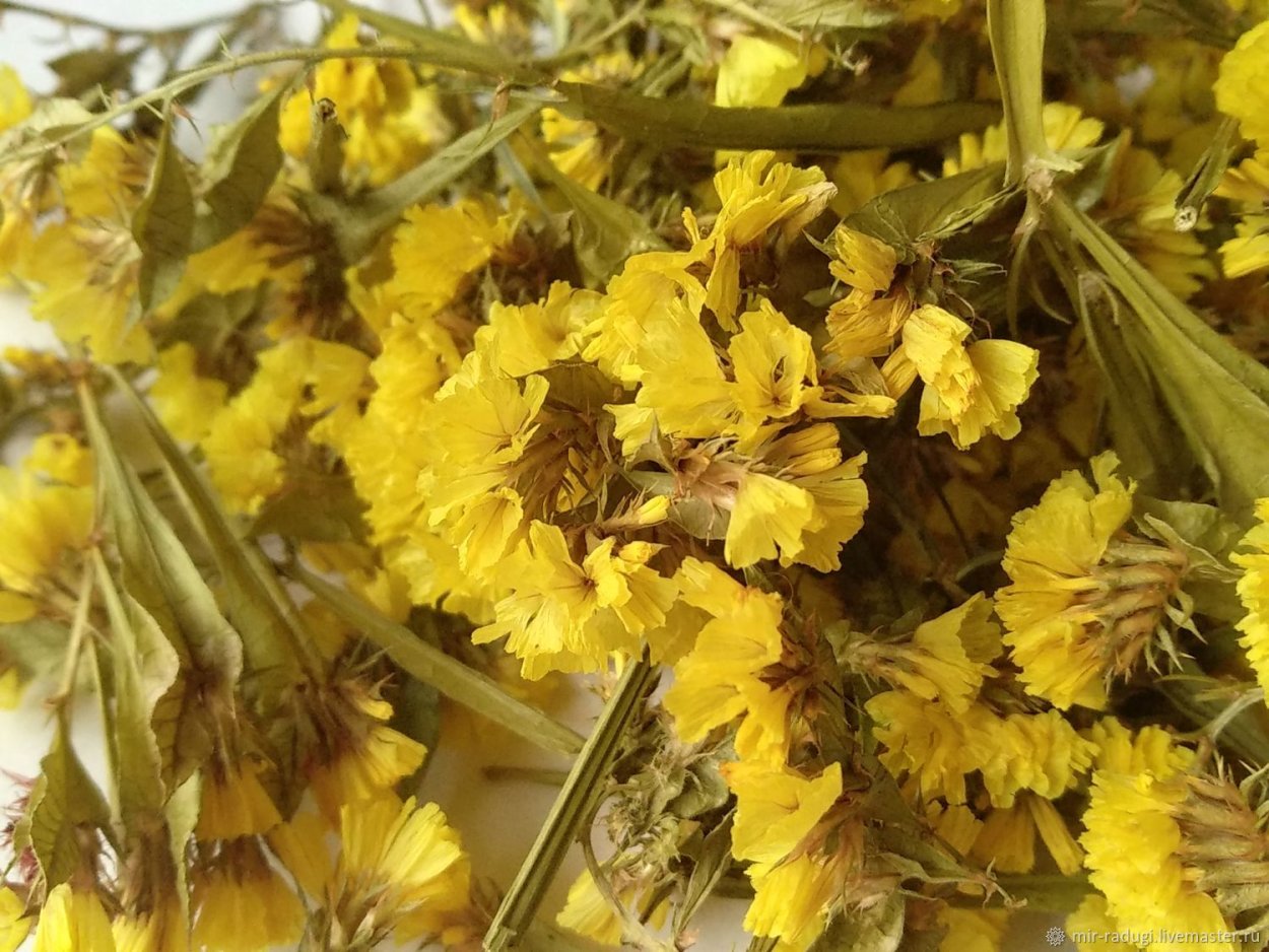 Мимоза сухоцвет