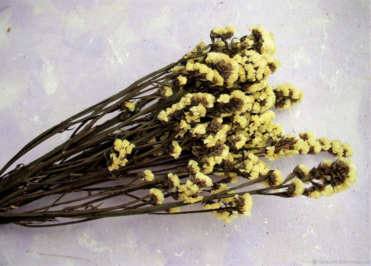 Гелихризум оранжевый