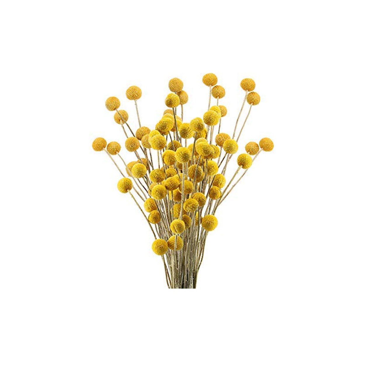 Статице сухоцвет купить