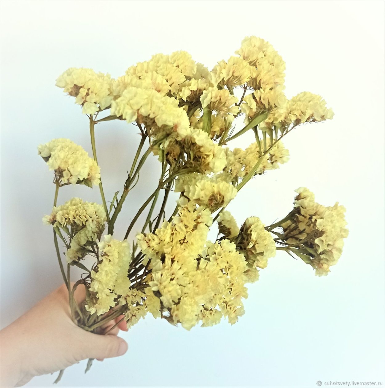 Сухоцветы полевые желтые