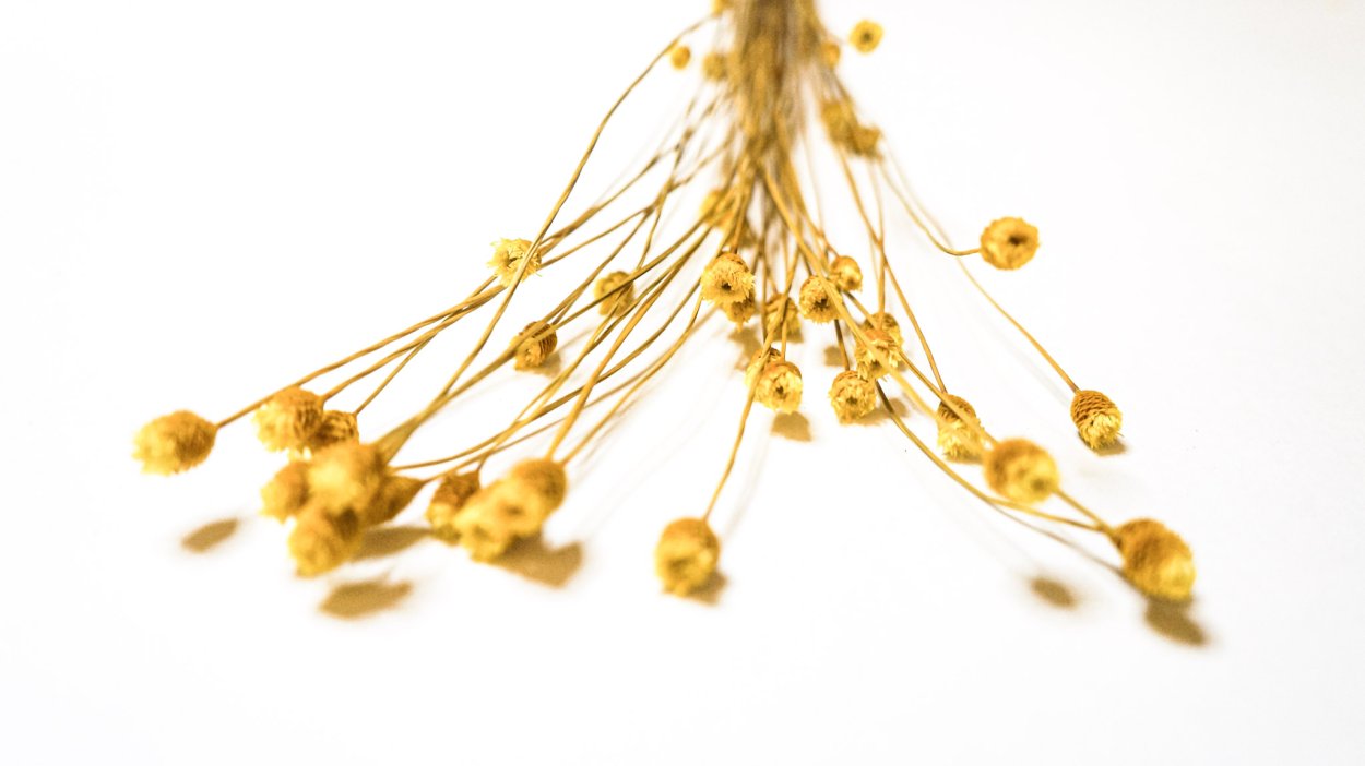 Сухоцветы, 24 шт