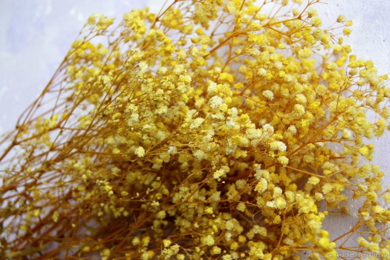 Бессмертник сухостой