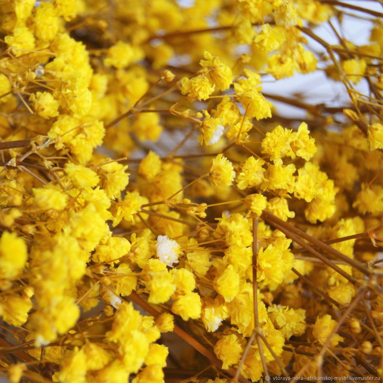 Бессмертники сухоцветы