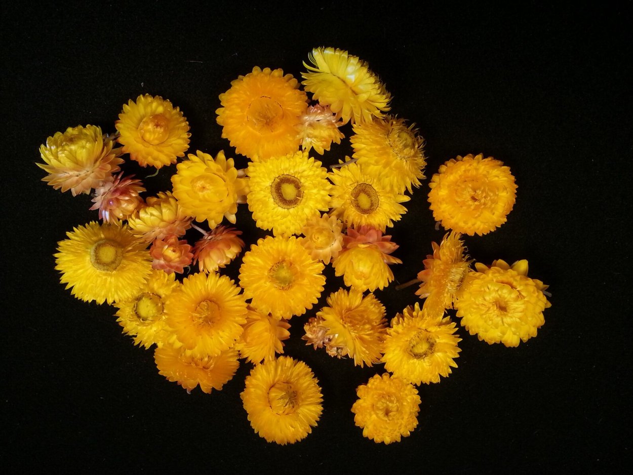 Желтые сухоцветы