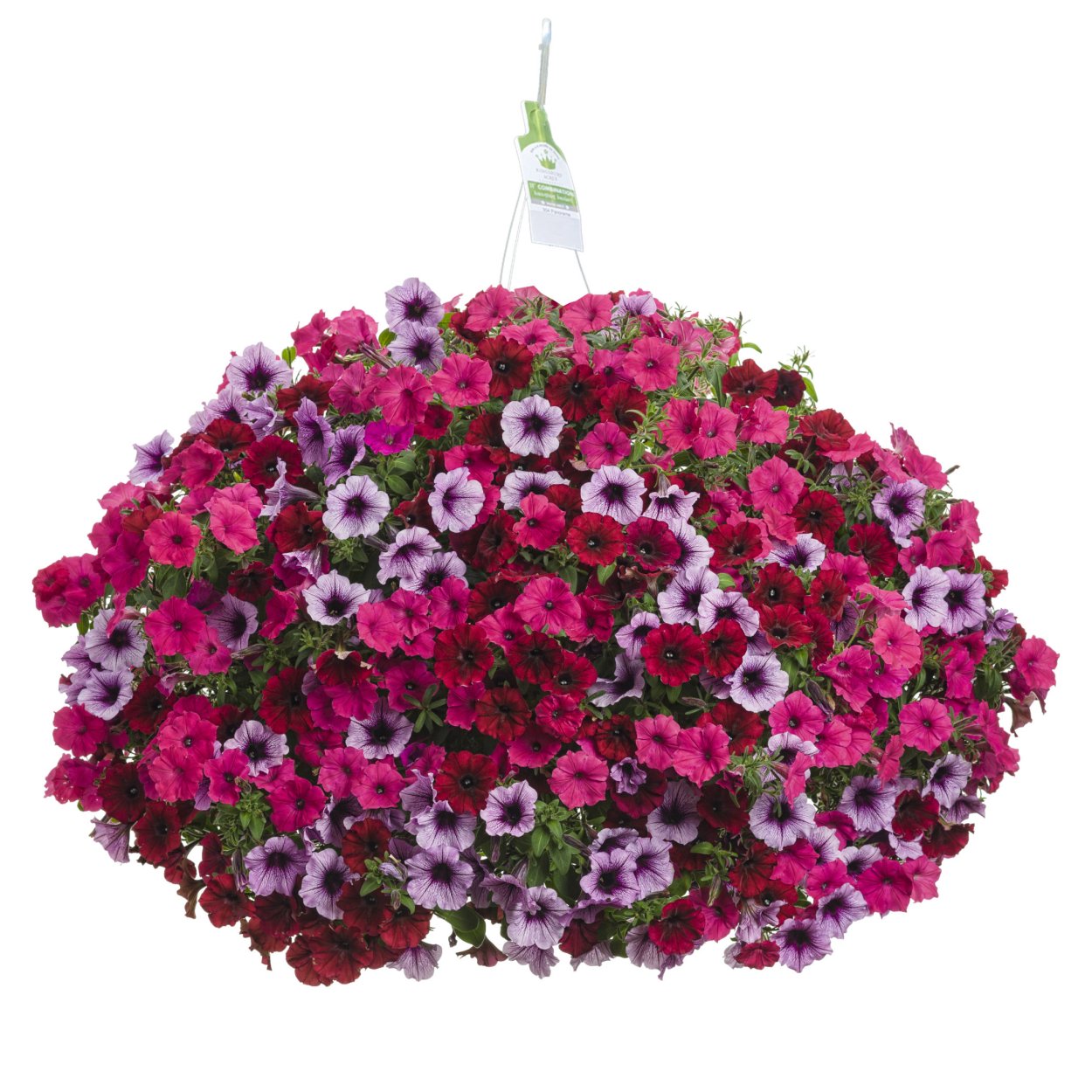 Петуния Виста фуксия