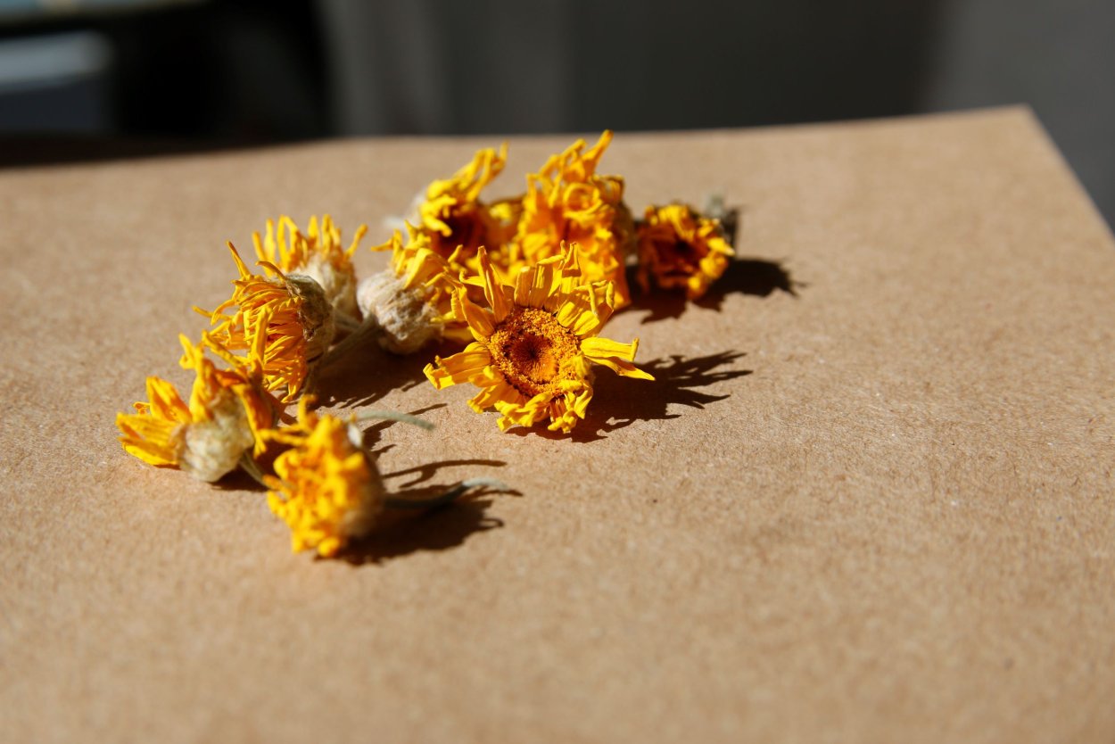 Желтые цветы сухоцветы