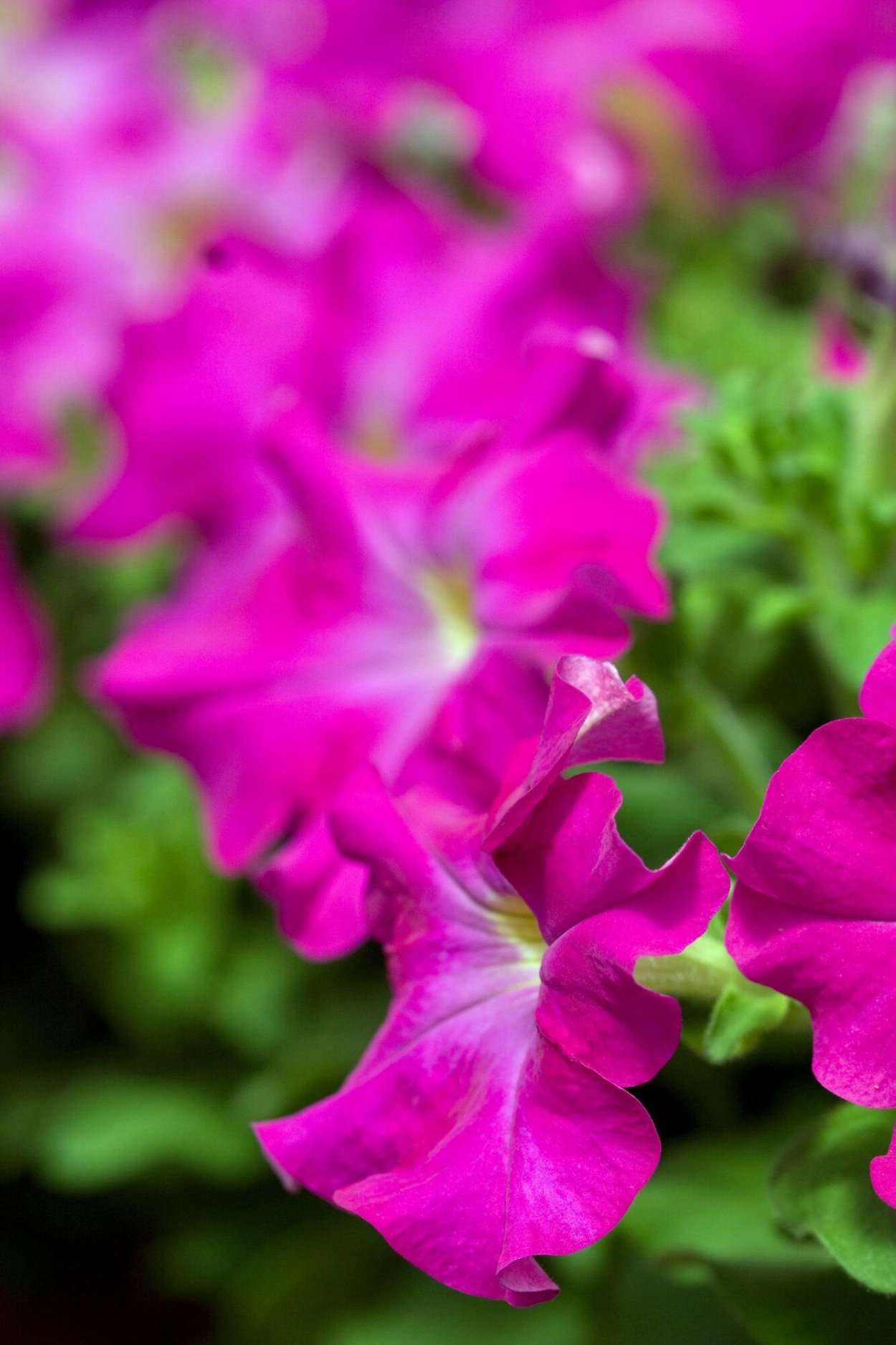 Петуния Vista Fuchsia