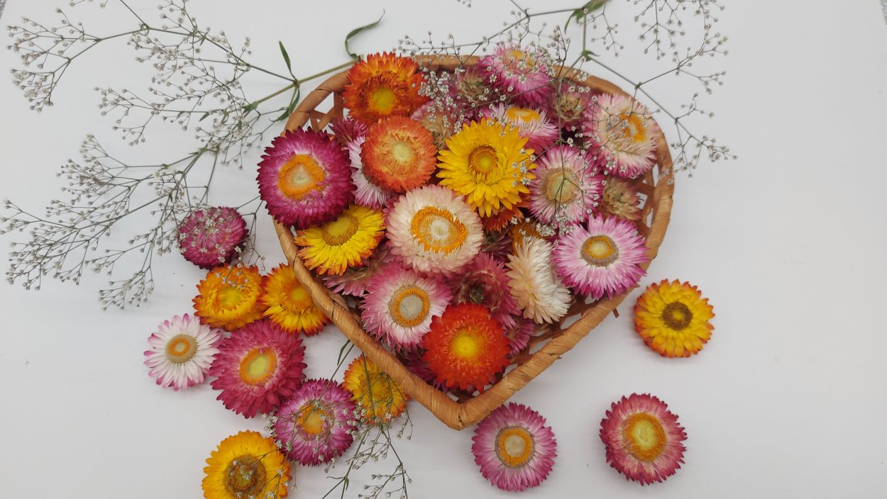 Желтый фаларис