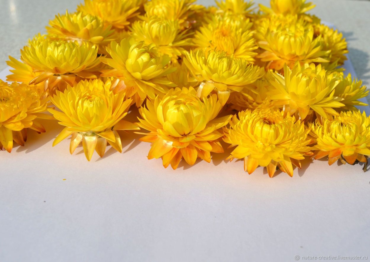 Мачек желтый гербарий