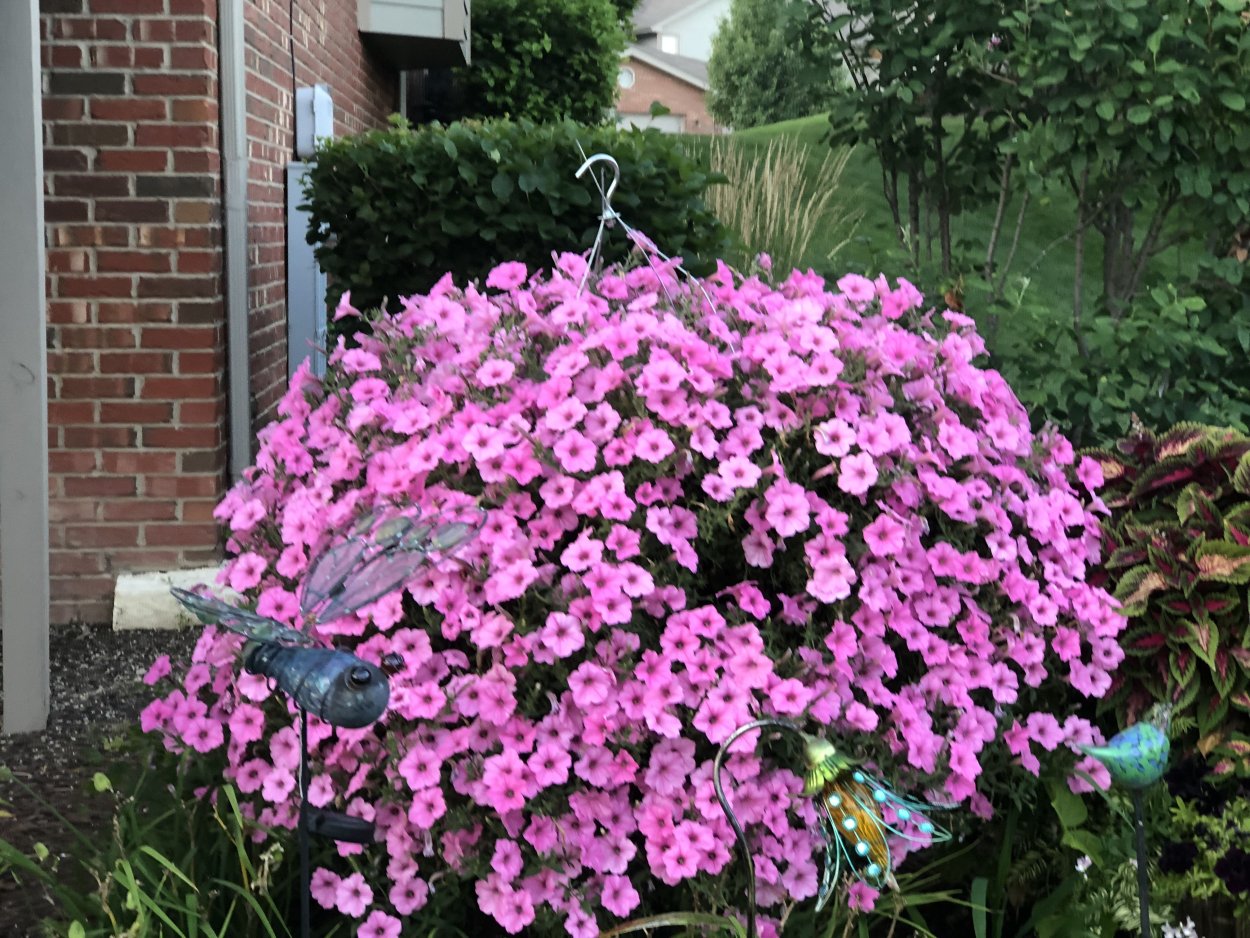 Цинерария петуния алиссум