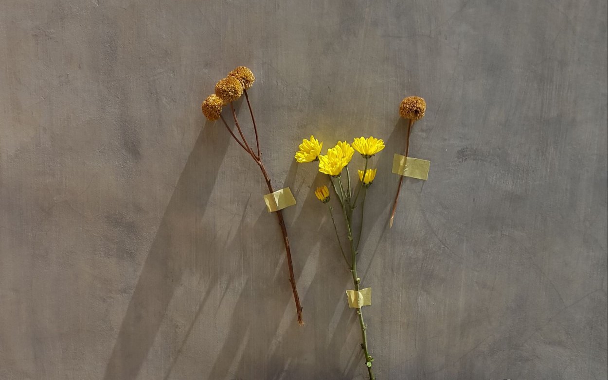 Сухоцвет бессмертник желтый