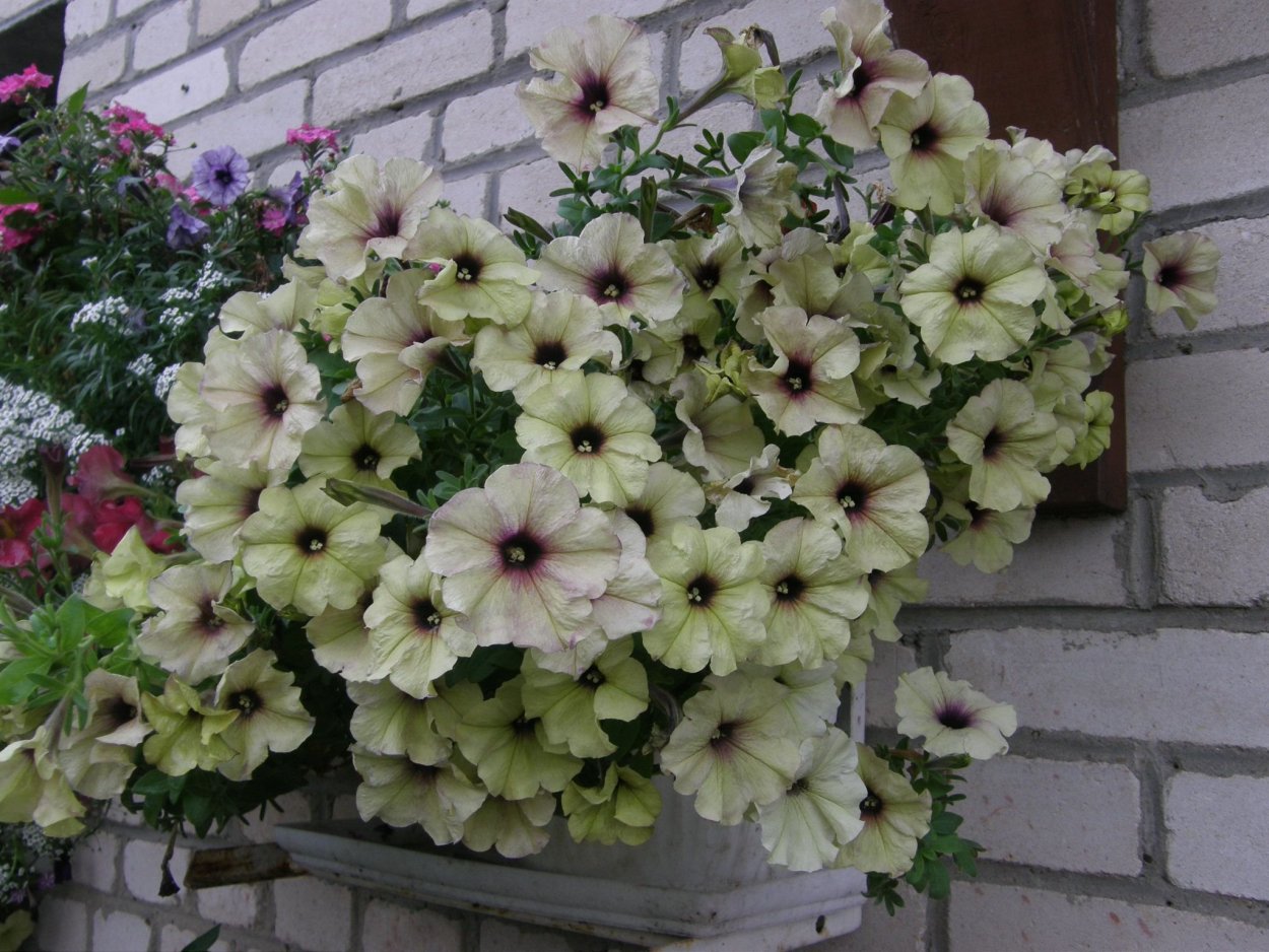 Ампельная петуния Supertunia