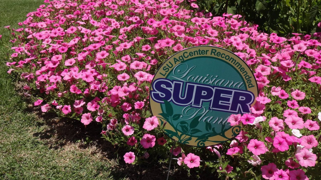 Петуния Виста Бубль ГУМ