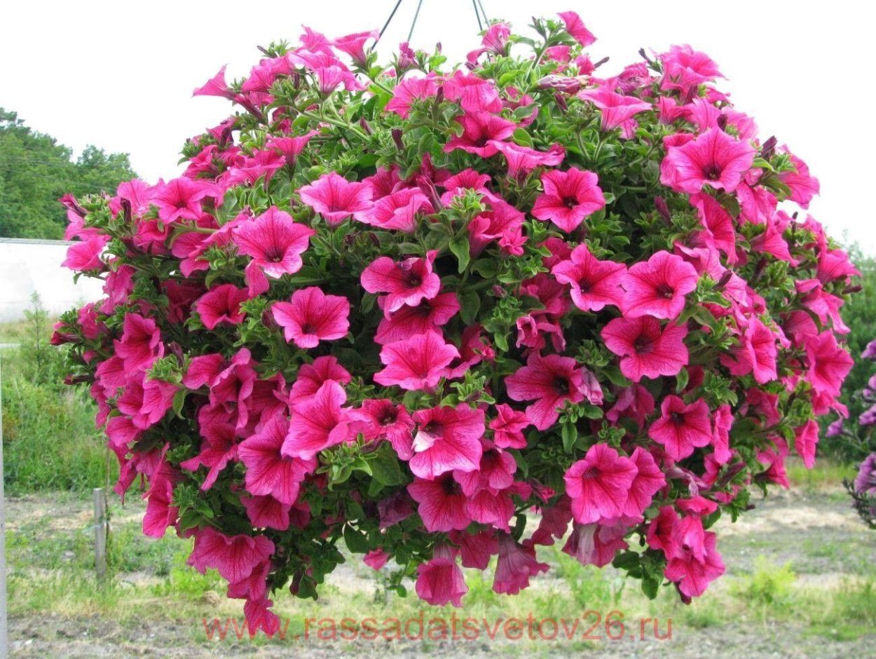 Петуния Vista Silverberry