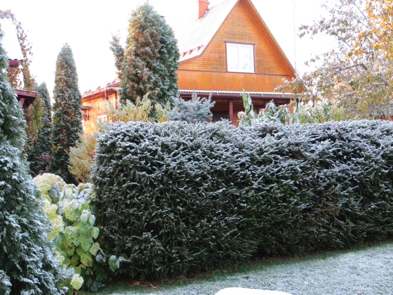 Ирга Живая изгородь