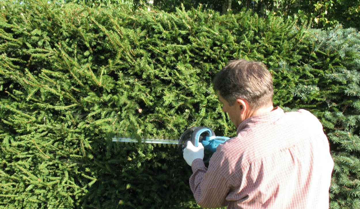 Туя Смарагд изгородь