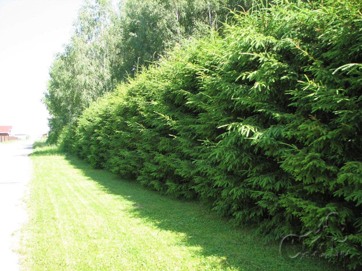 Купрессоципарис Лейланда Живая изгородь