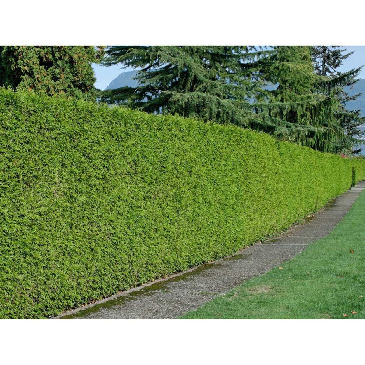 Кипарисовик Лавсона Живая изгородь