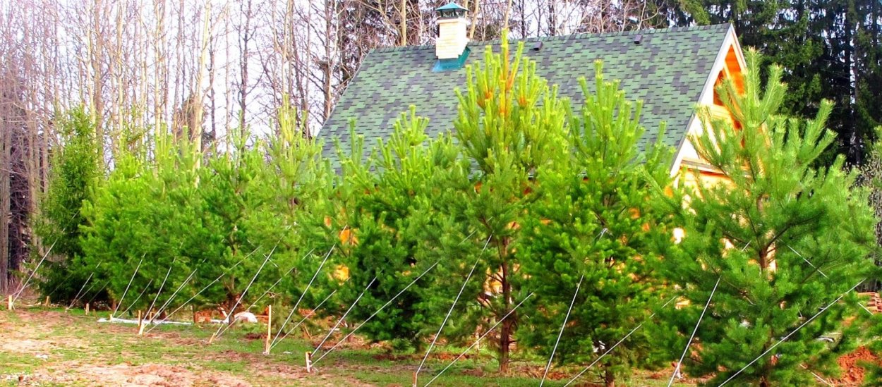 Туя Даника изгородь