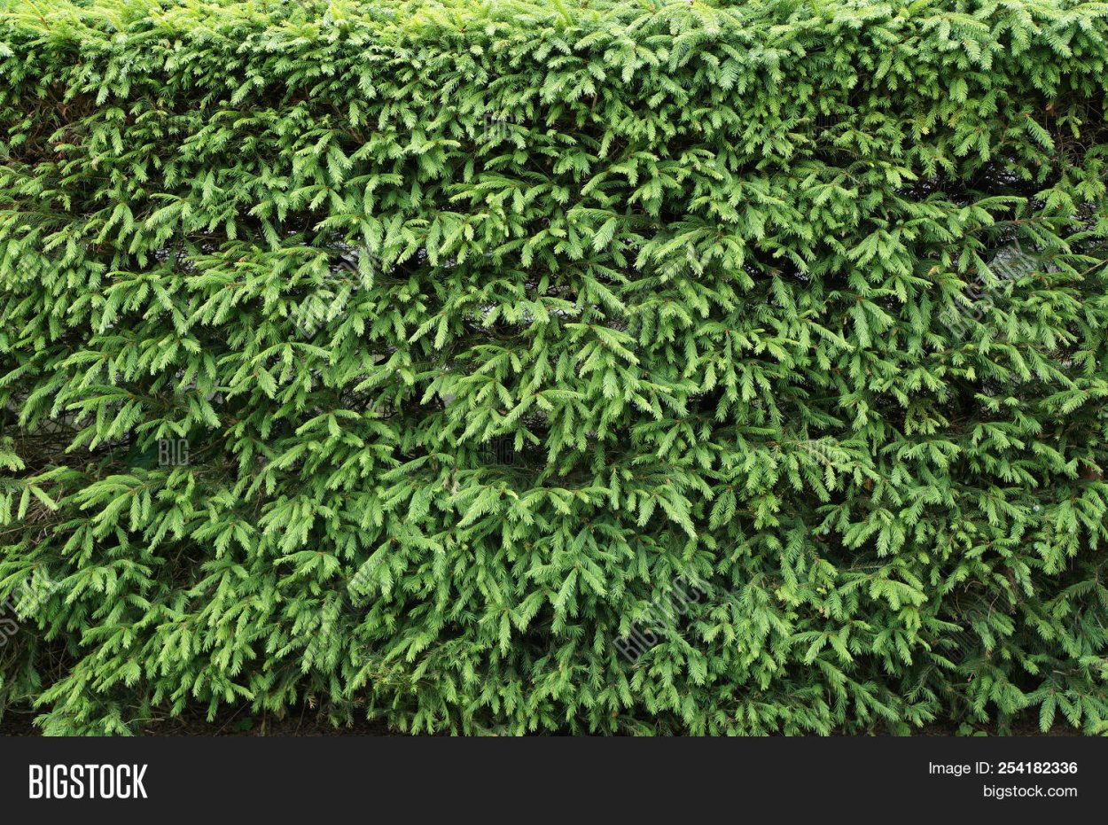 Миксбордер с туей Смарагд