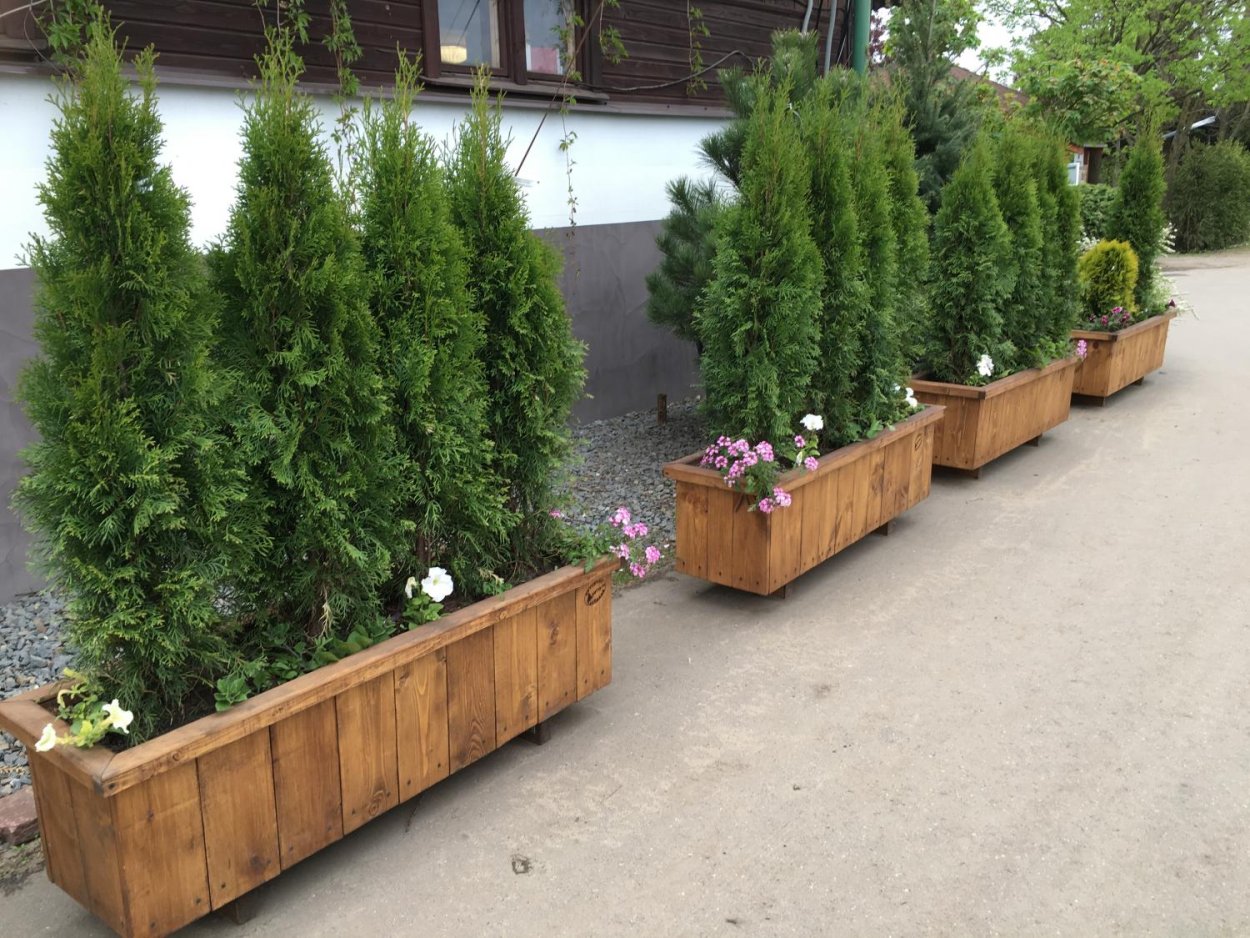 Ель Сибирская в ландшафте