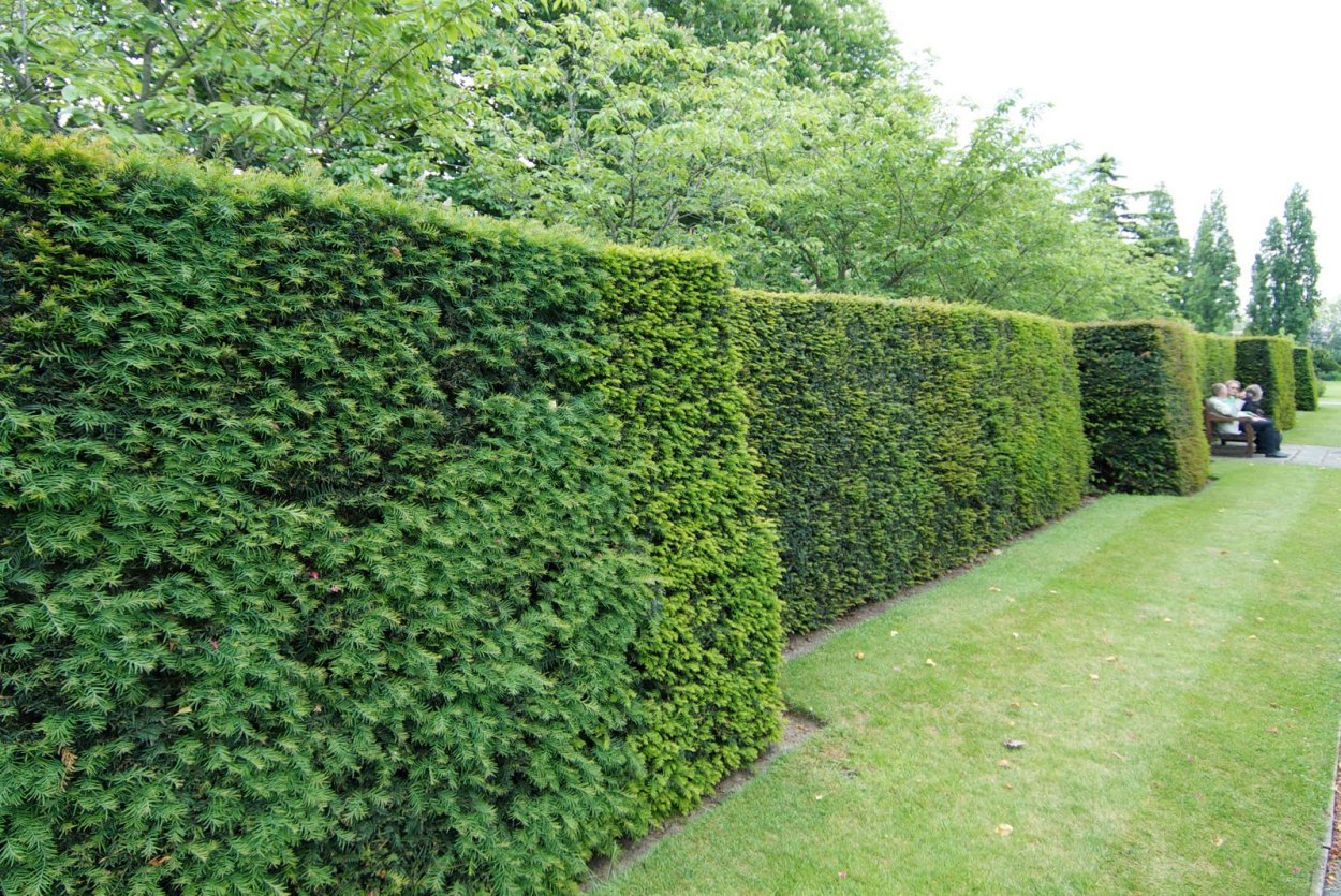 Ель обыкновенная Живая изгородь