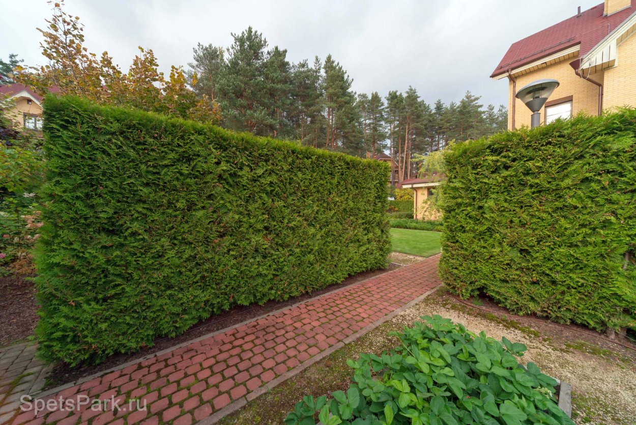 Ель Сибирская Живая изгородь