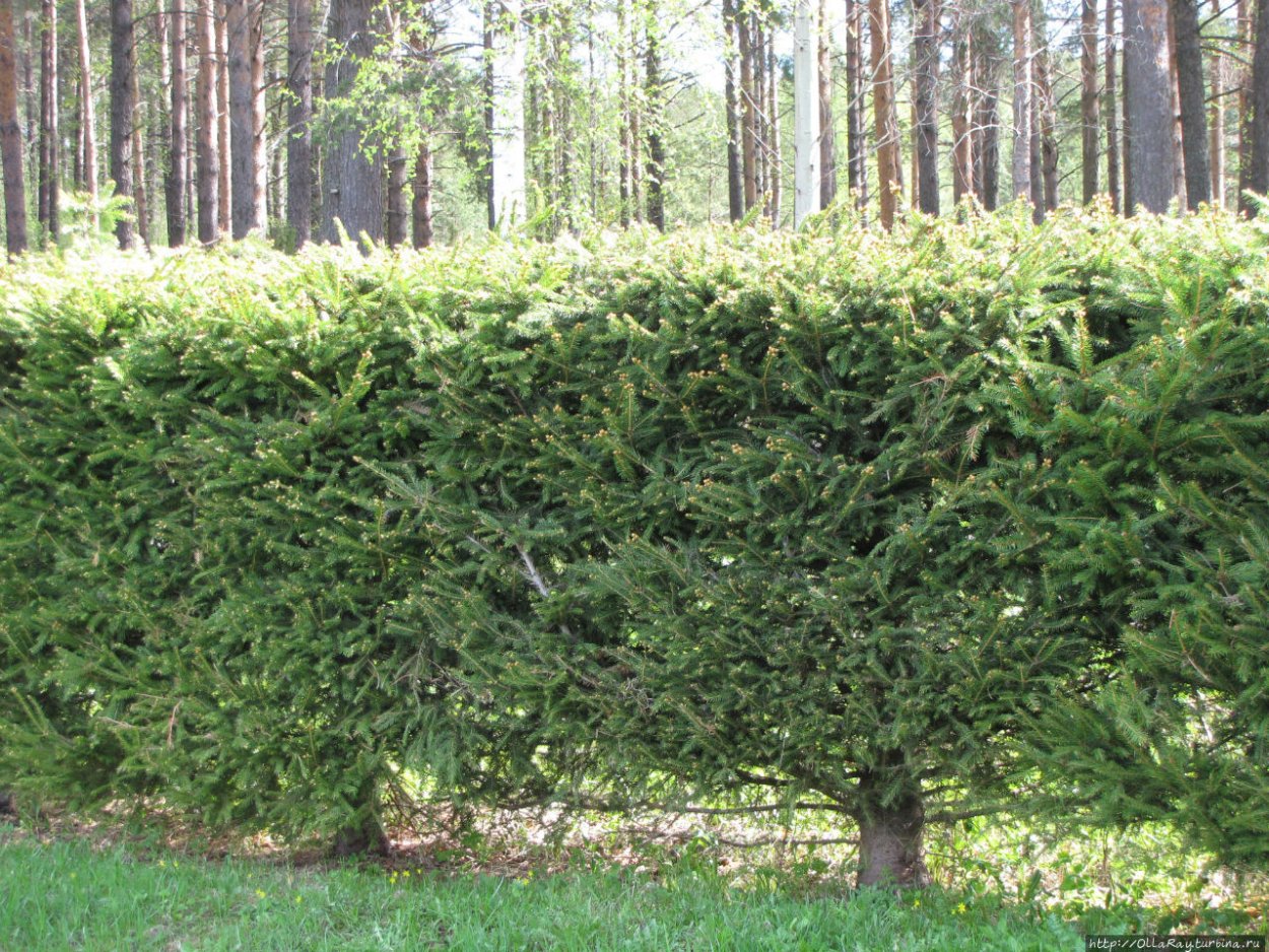 Пихта Сибирская Живая изгородь