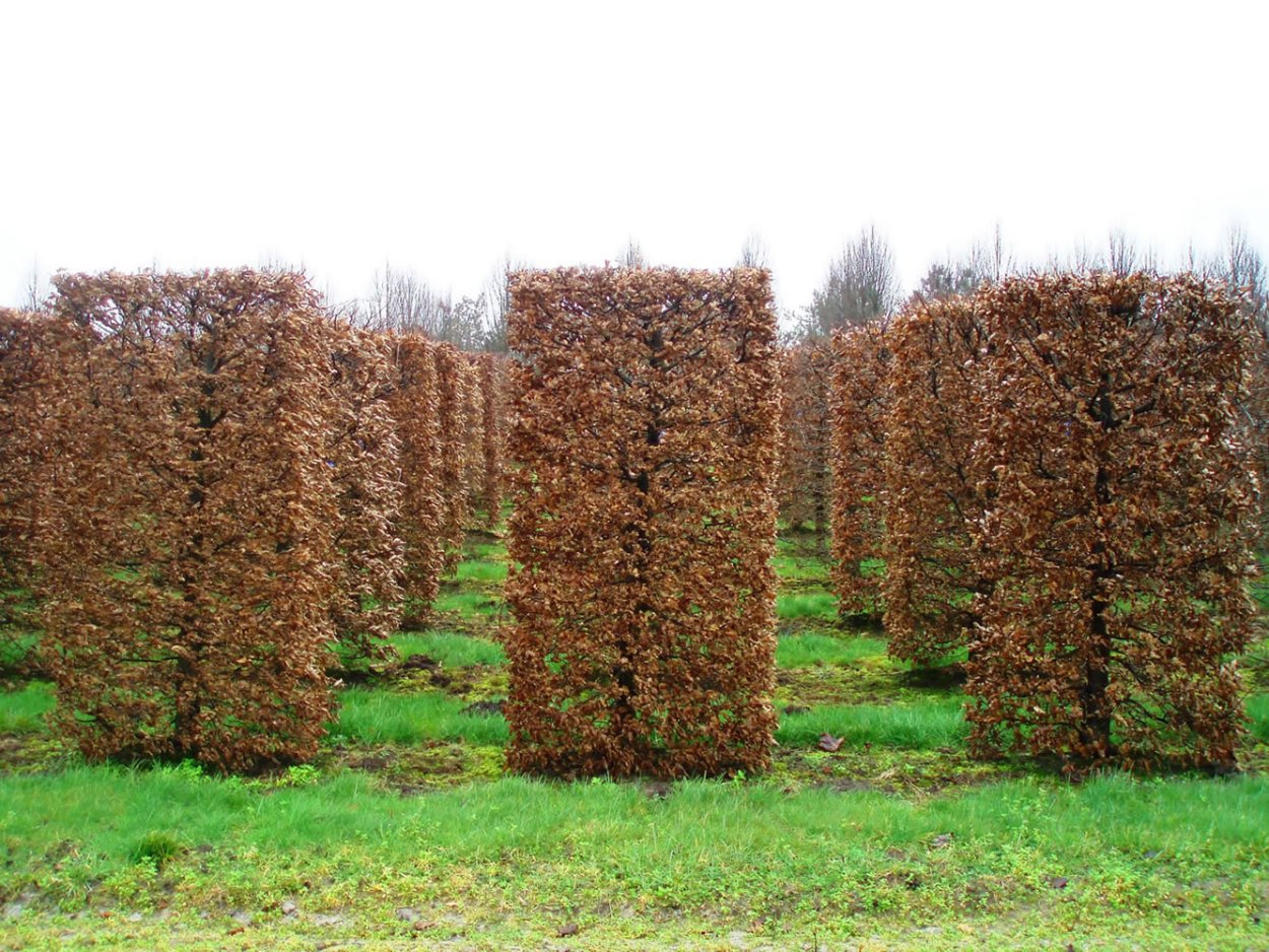 Лиственница Живая изгородь