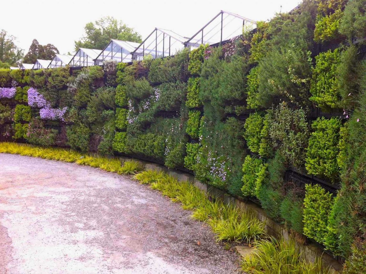 Спирея японская фитопластика