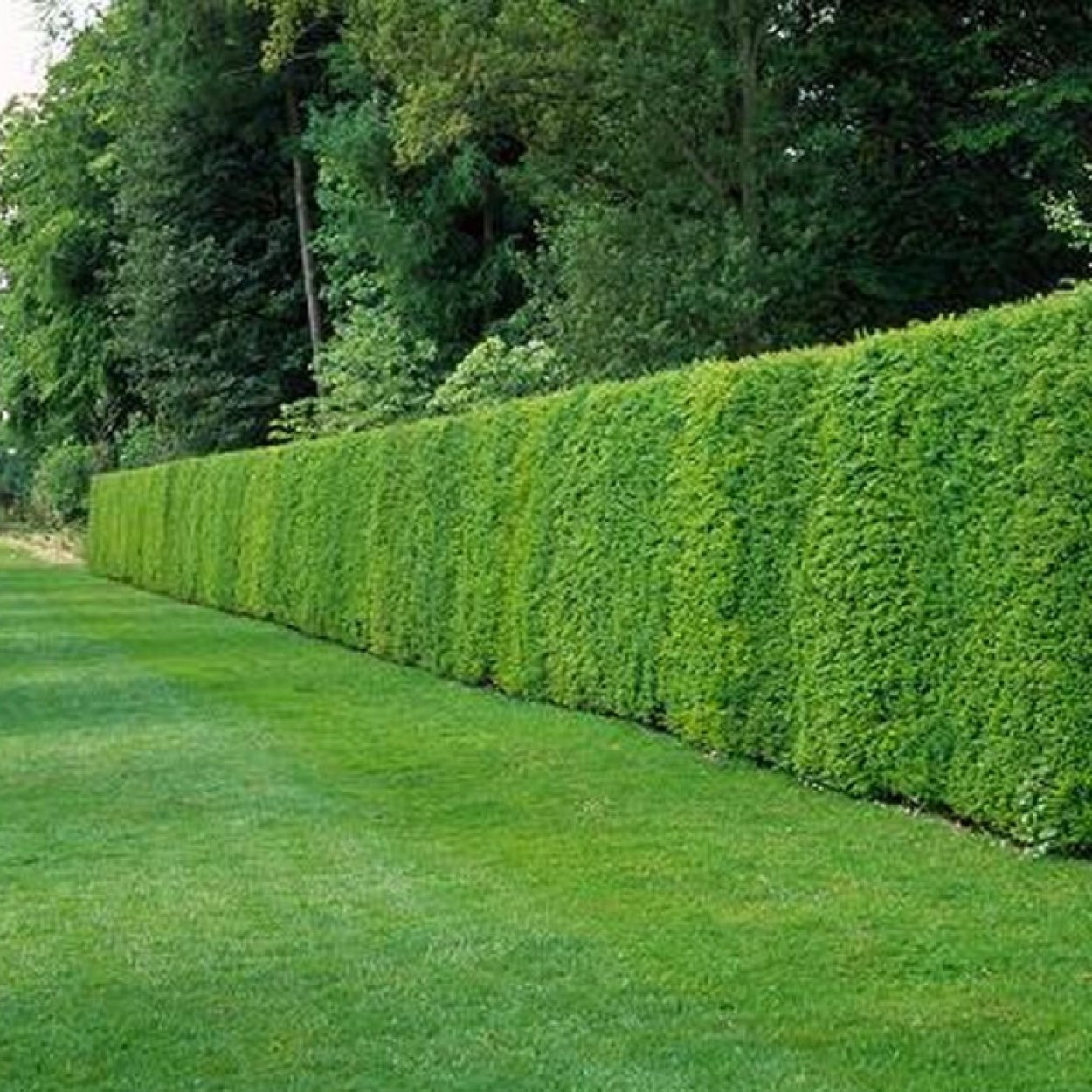 Композиция с туей Брабант