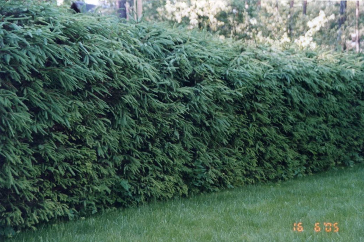 Хвойная изгородь