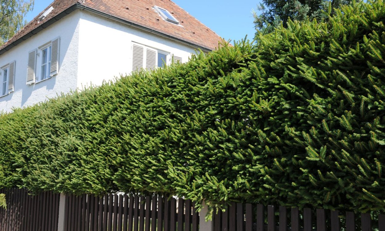 Кустарники для живой изгороди на кладбище