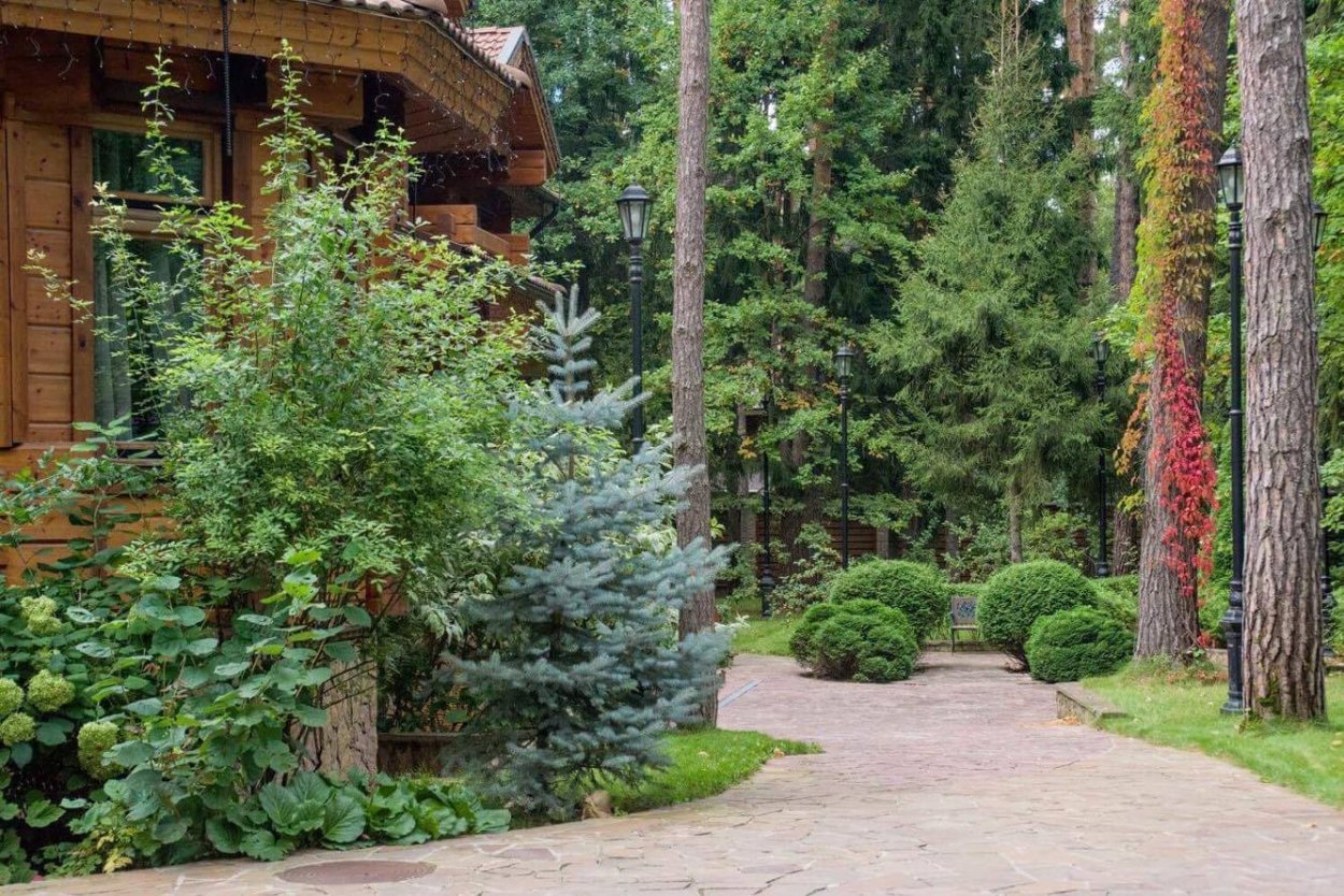 Сосна Ватерери миксбордер