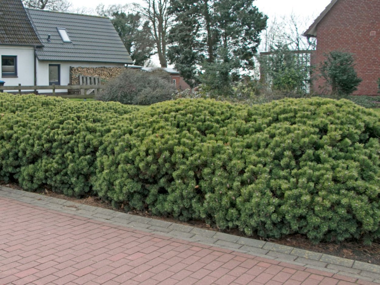 Неформованная Живая изгородь